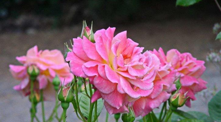 世界各地的国花——桃花（桃花的历史）