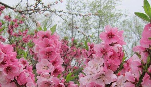 世界各地的国花——桃花（桃花的历史）