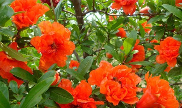 世界各地的国花——桃花（桃花的历史）