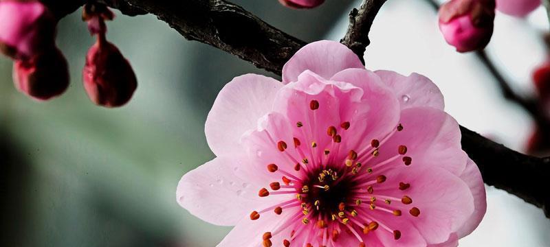 探寻中国南方城市的市花——桃花（深入了解桃花市花的文化与历史）