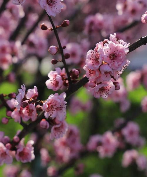 探寻中国南方城市的市花——桃花（深入了解桃花市花的文化与历史）