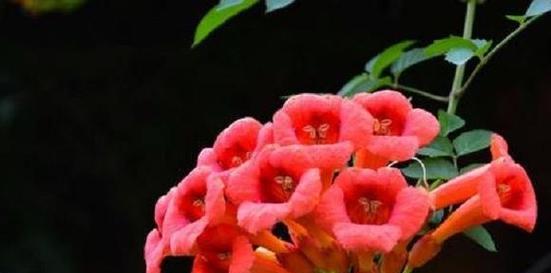 敬佩的花与花语（深入了解敬佩的花）