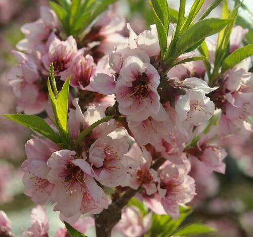 桃花开花期、花语及栽培技巧（桃花开花期）