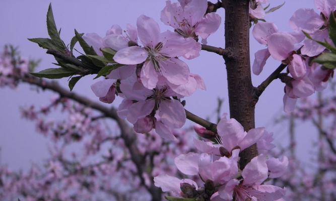 桃花开花期、花语及栽培技巧（桃花开花期）