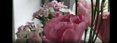 花语中的救赎之花——揭秘代表救赎的花朵（花语故事中的救赎之光）
