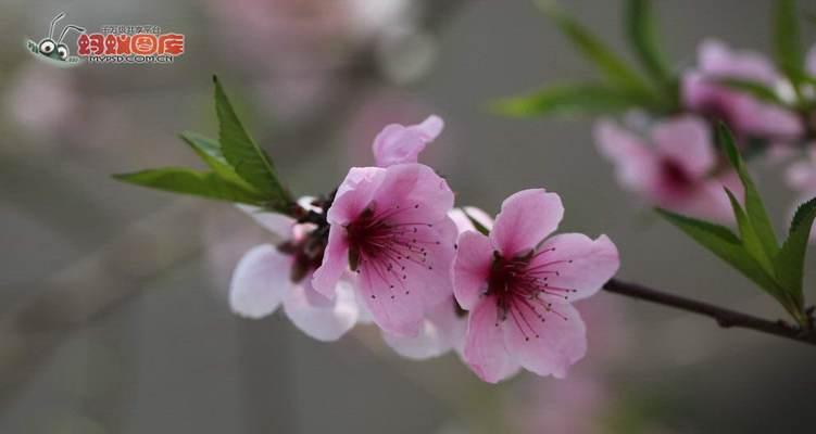 赏析桃花，一场美丽的盛宴（探寻桃花的形状之美）
