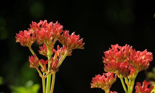 拒绝的花（拒绝无情的蔷薇）