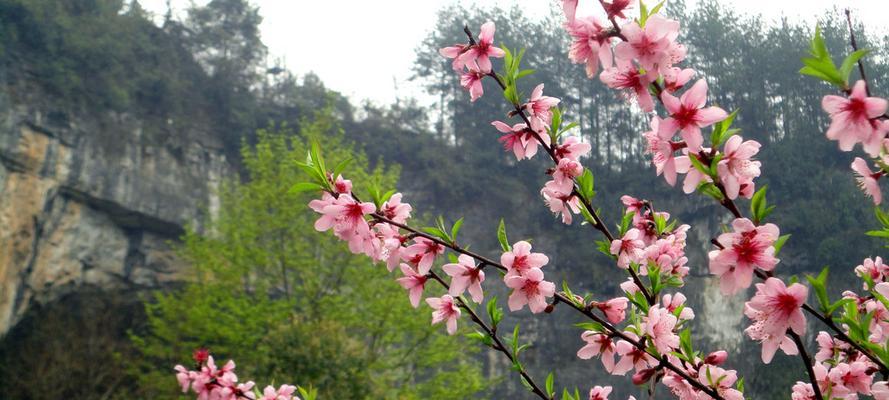 探秘桃花之美（桃花开放的美景）