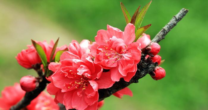 探寻神秘的“桃花”（揭秘桃花的品种）