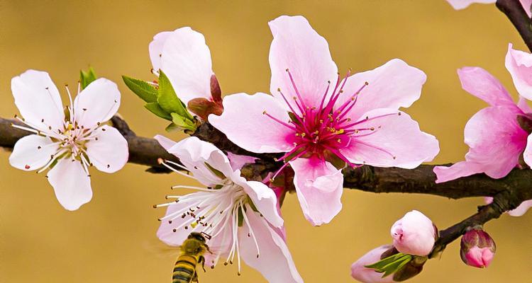 探寻神秘的“桃花”（揭秘桃花的品种）
