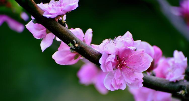 探秘桃花——属于哪种植物类型（揭开桃花的神秘面纱）