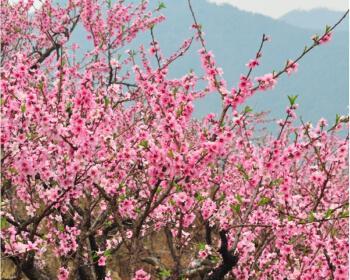 探秘桃花树开花时间，了解春天的美丽（花开时节必须知道）