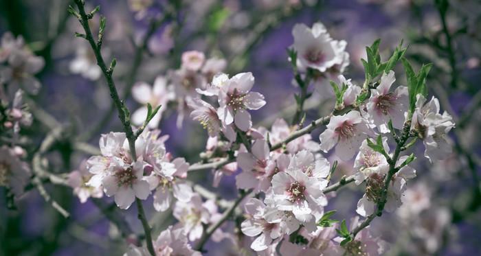探秘桃花树开花时间，了解春天的美丽（花开时节必须知道）