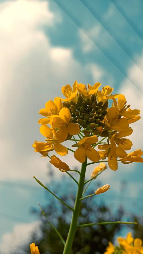 努力的花——奋斗的力量（以花为喻）