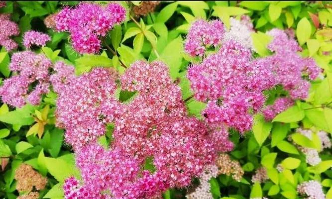 努力的花——奋斗的力量（以花为喻）