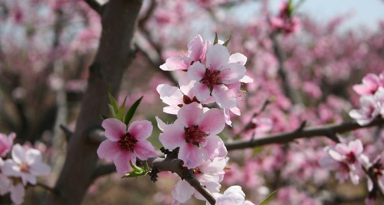 缤纷多彩的桃花世界（探秘桃花的丰富色彩）