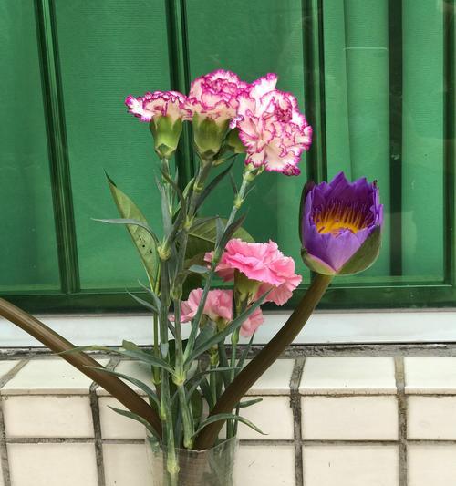 花语中的陪伴之花（探寻花语中陪伴的含义）
