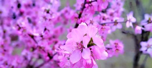 “解密桃花的香味”（“探讨桃花的芳香特性及其成分”）