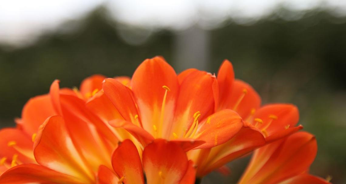 平安之花（以花朵传递平安与祥瑞的花语）