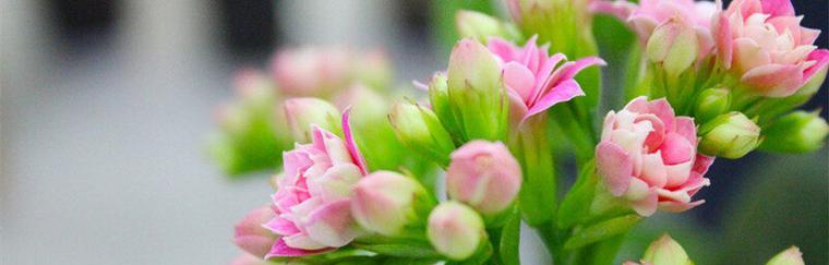 平安之花（以花朵传递平安与祥瑞的花语）