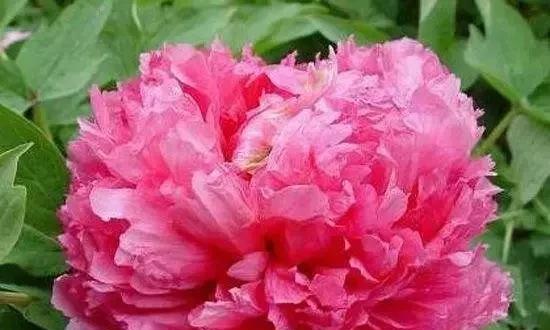 平安之花（以花朵传递平安与祥瑞的花语）