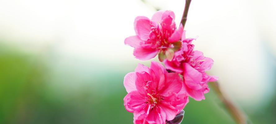 探秘另一面的“桃花”世界（了解不一样的桃花）