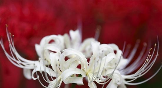 以表示歉意的花花语（传递歉意的花束）