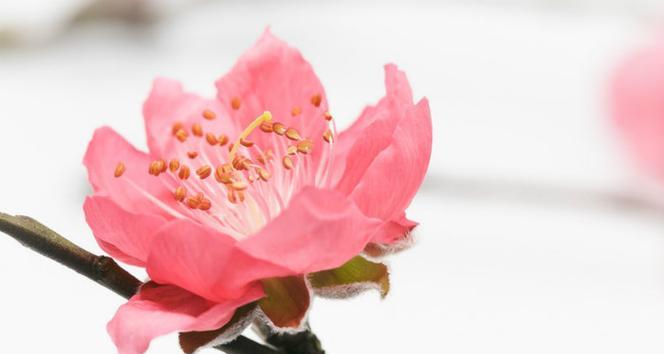 探秘另一面的“桃花”世界（了解不一样的桃花）