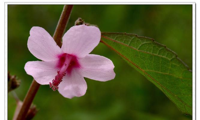 探秘另一面的“桃花”世界（了解不一样的桃花）
