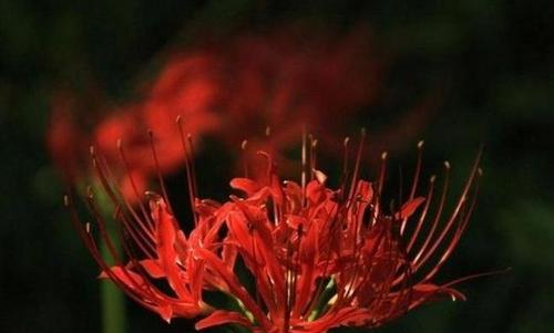 以表示歉意的花花语（传递歉意的花束）
