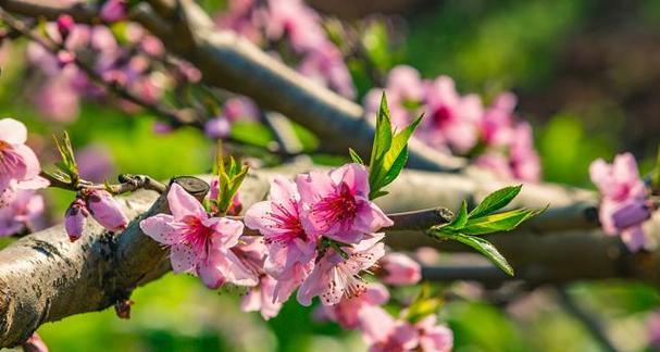 如何正确地养殖桃花（桃花怎样浇水、施肥、修剪、避免病虫害）