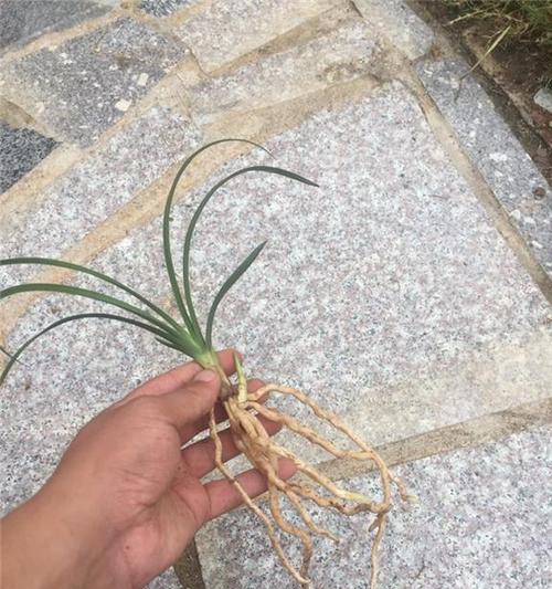 怎么处理桃梅掉叶子问题（从根源上防止桃梅掉叶子）