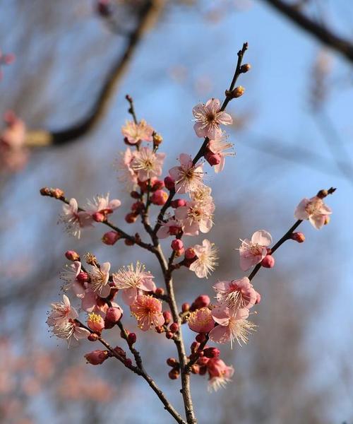 桃梅的开花周期与生长习性（一年开几次花）