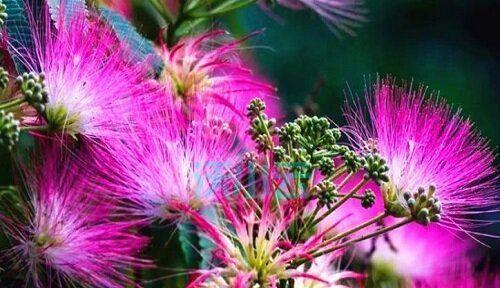 生命的花（以花语表达生命的丰富与奇迹）