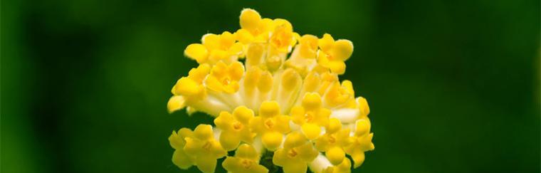 生命的花（以花语表达生命的丰富与奇迹）