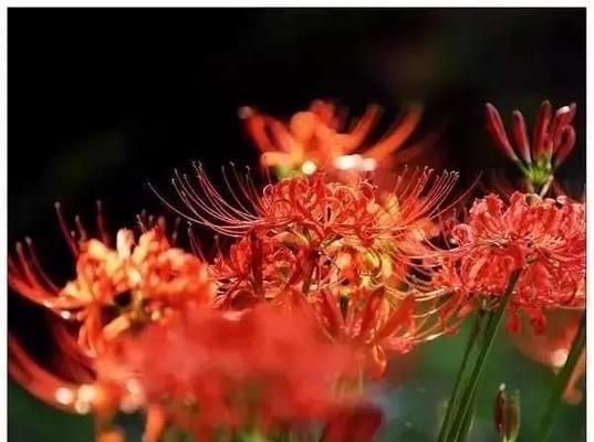 失望的花（揭示花语中失望的意义）