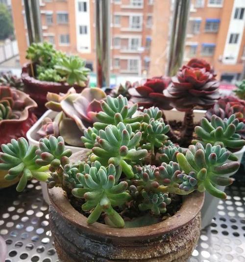 盆栽养护（从种植到养殖）