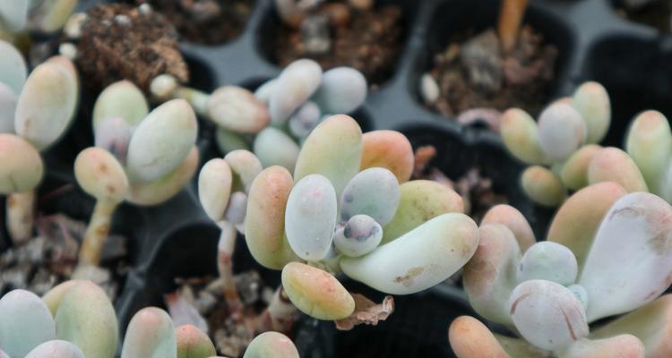 盆栽养护（从种植到养殖）