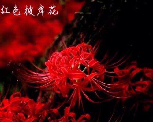 失望的花（揭示花语中失望的意义）