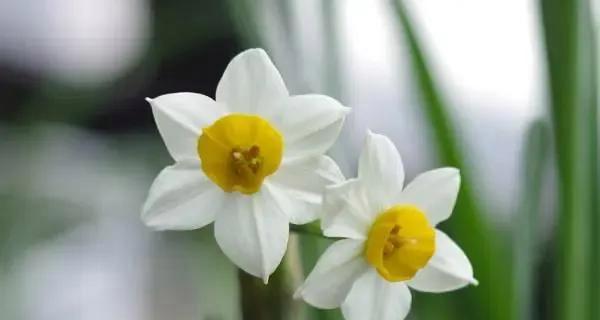 守护的花花语（从花语角度深入探索代表守护的花卉）
