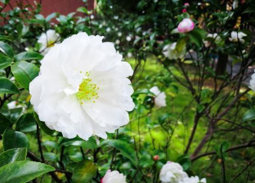 思乡之情花香满怀（远离故土心系故园感受思乡的芬芳）