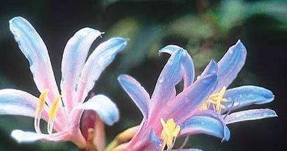 花语寓意（生命中绽放的离别之花）