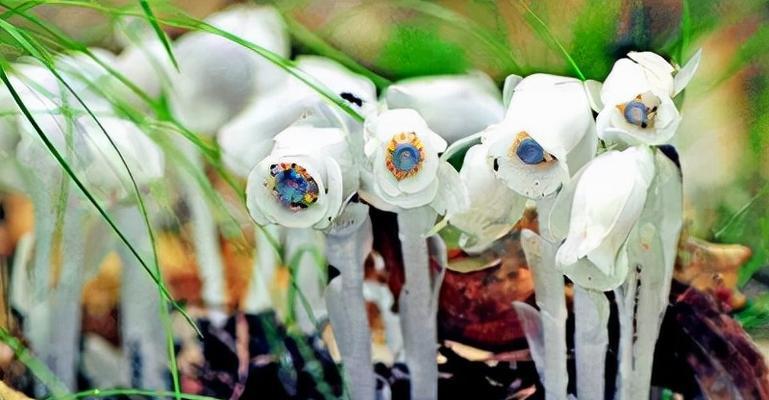 花语寓意（生命中绽放的离别之花）