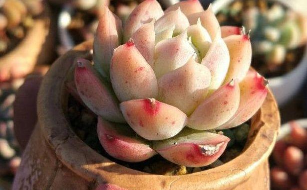 如何解决桃美人徒长问题（掌握正确修剪技巧）