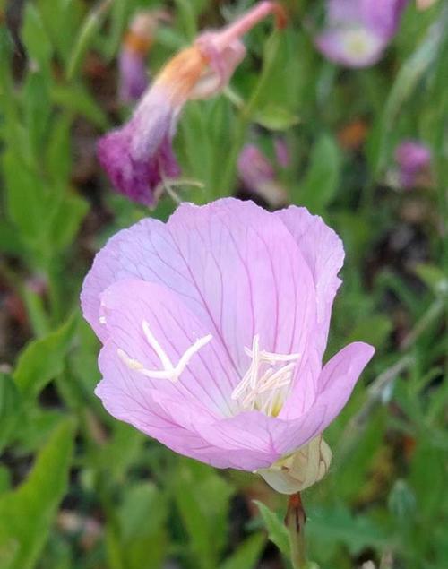 温柔之花（揭秘温柔的花朵）