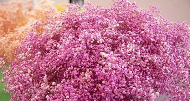 无私奉献的花（用花语传达无私奉献的美好情感）