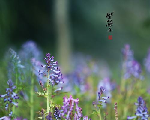 娴静的花（以花朵之语传达娴静和平静）