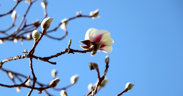 娴静的花（以花朵之语传达娴静和平静）