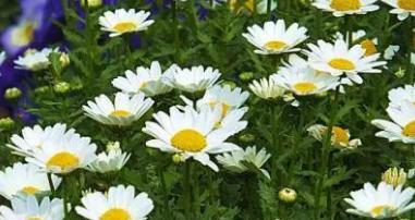 新生之花（花开迎新）