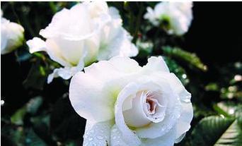 新生之花（花开迎新）